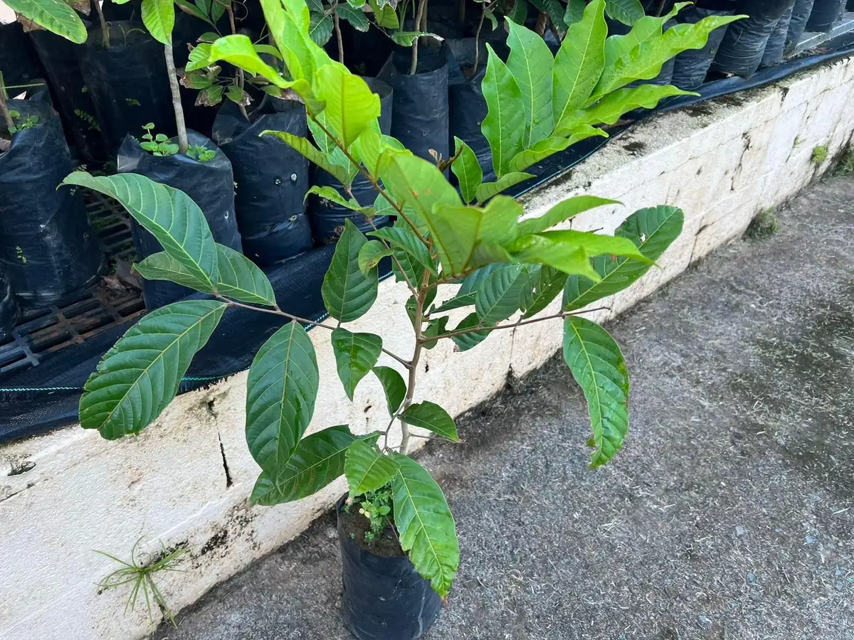 Big Yellow Rambutan Live Fruit Tree (2-3ft) - Tropical Nephelium lappaceum Plant - Image 2