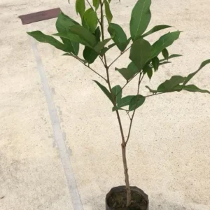 Big Yellow Rambutan Live Fruit Tree (2-3ft) - Tropical Nephelium lappaceum Plant - Image 3