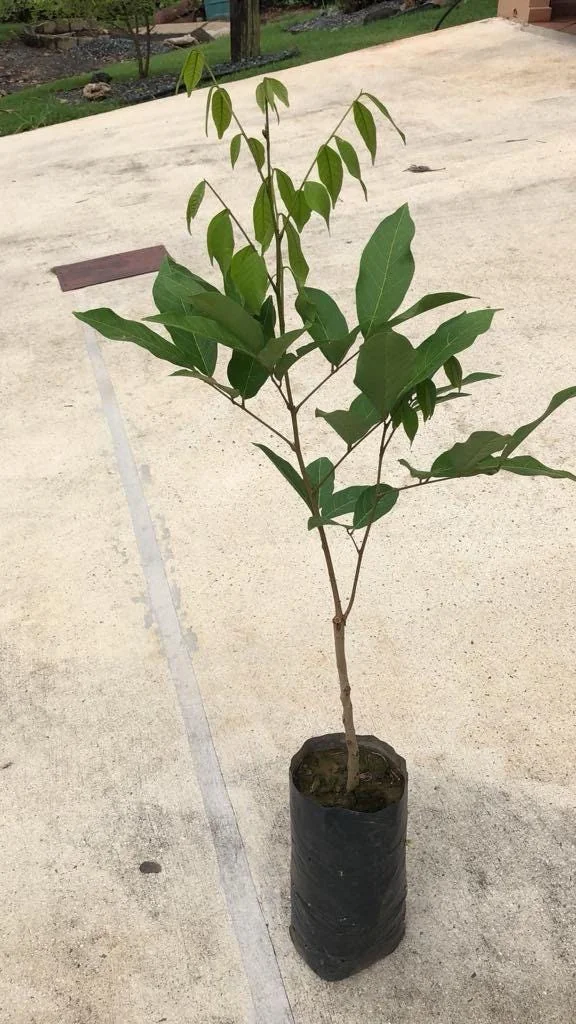 Big Yellow Rambutan Live Fruit Tree (2-3ft) - Tropical Nephelium lappaceum Plant - Image 3