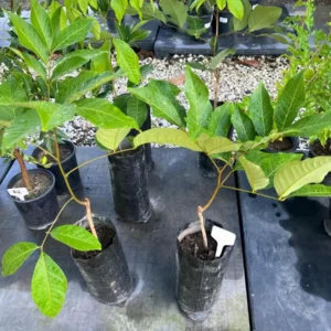 Big Yellow Rambutan Live Fruit Tree (2-3ft) - Tropical Nephelium lappaceum Plant - Image 4