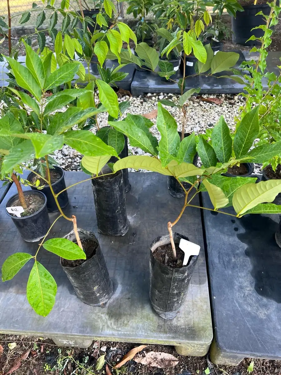 Big Yellow Rambutan Live Fruit Tree (2-3ft) - Tropical Nephelium lappaceum Plant - Image 4