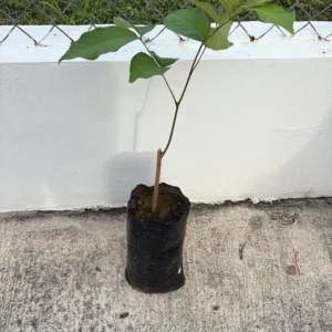 Big Yellow Rambutan Live Fruit Tree (2-3ft) - Tropical Nephelium lappaceum Plant - Image 5