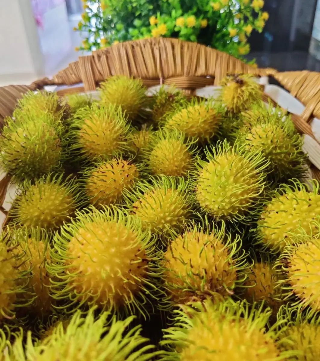 Big Yellow Rambutan Live Fruit Tree (2-3ft) - Tropical Nephelium lappaceum Plant - Image 6
