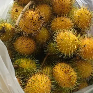 Big Yellow Rambutan Live Fruit Tree (2-3ft) - Tropical Nephelium lappaceum Plant - Image 7