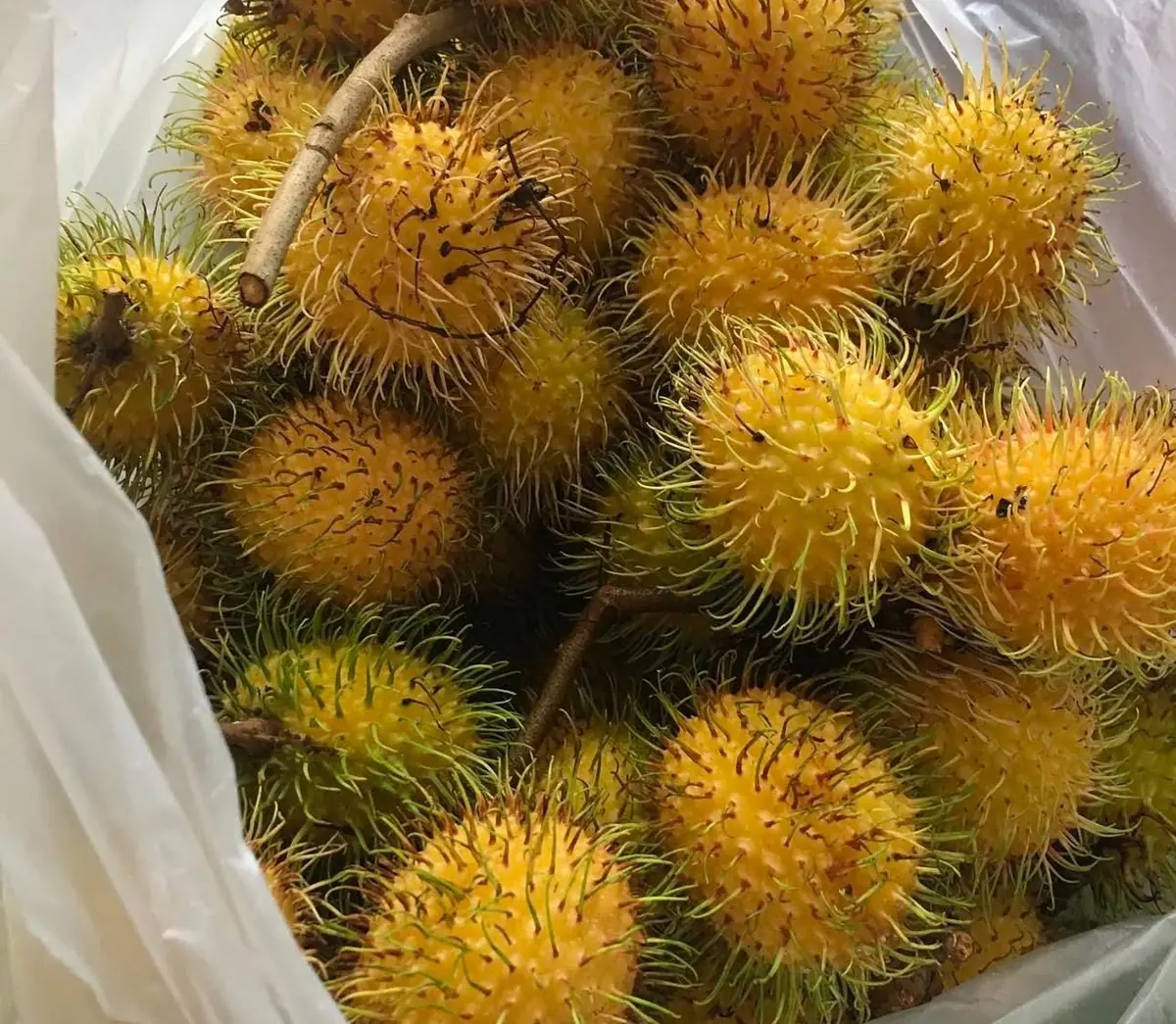 Big Yellow Rambutan Live Fruit Tree (2-3ft) - Tropical Nephelium lappaceum Plant - Image 7
