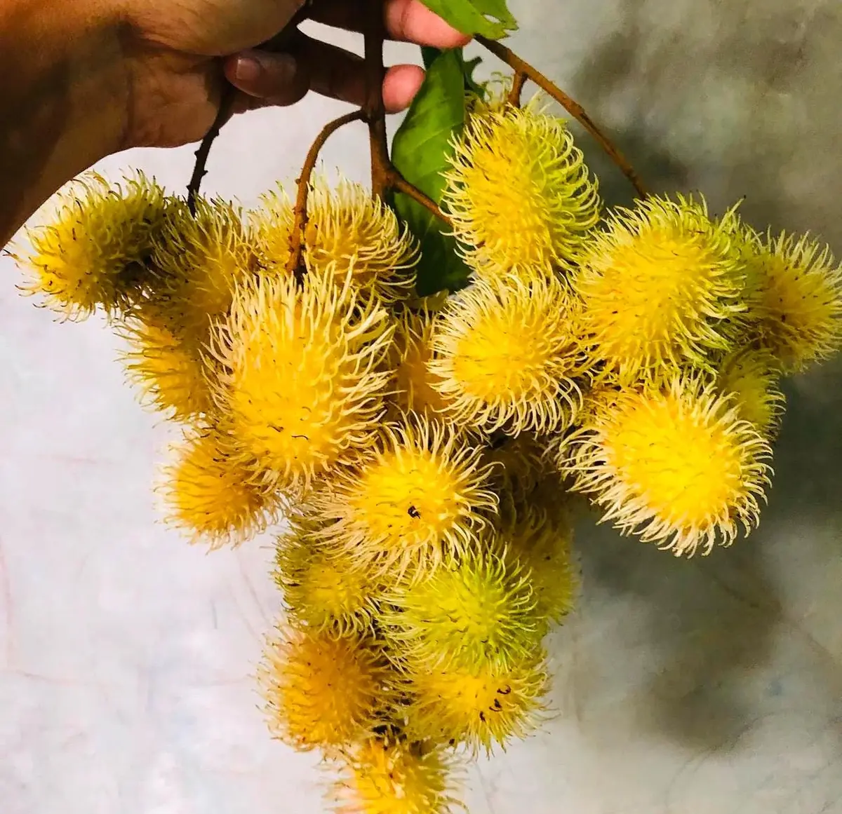 Big Yellow Rambutan Live Fruit Tree (2-3ft) - Tropical Nephelium lappaceum Plant - Image 8