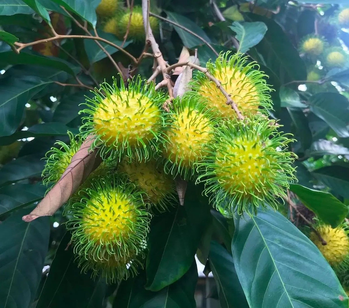 Big Yellow Rambutan Live Fruit Tree (2-3ft) - Tropical Nephelium lappaceum Plant - Image 1