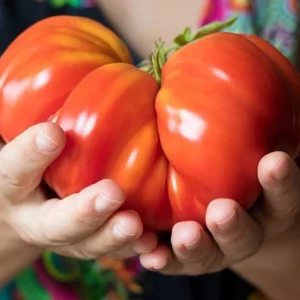 Big Zac Tomato Seeds – 25 Organic Heirloom Competition XL Size Vegetable Seeds for Garden - Image 3