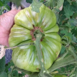 Big Zac Tomato Seeds – 25 Organic Heirloom Competition XL Size Vegetable Seeds for Garden - Image 5