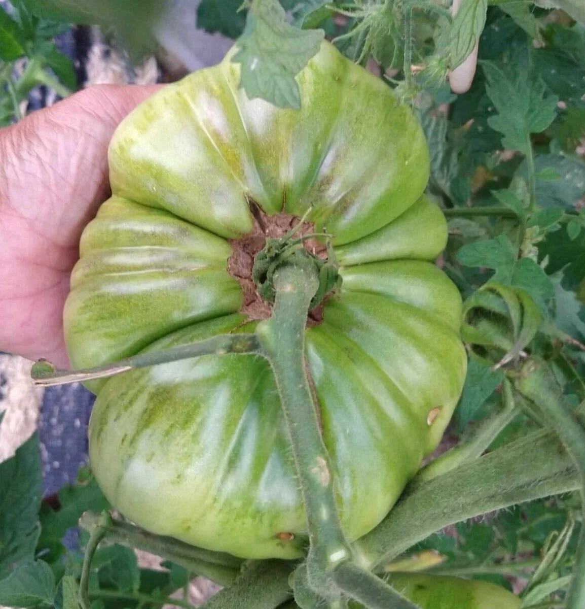 Big Zac Tomato Seeds – 25 Organic Heirloom Competition XL Size Vegetable Seeds for Garden - Image 5