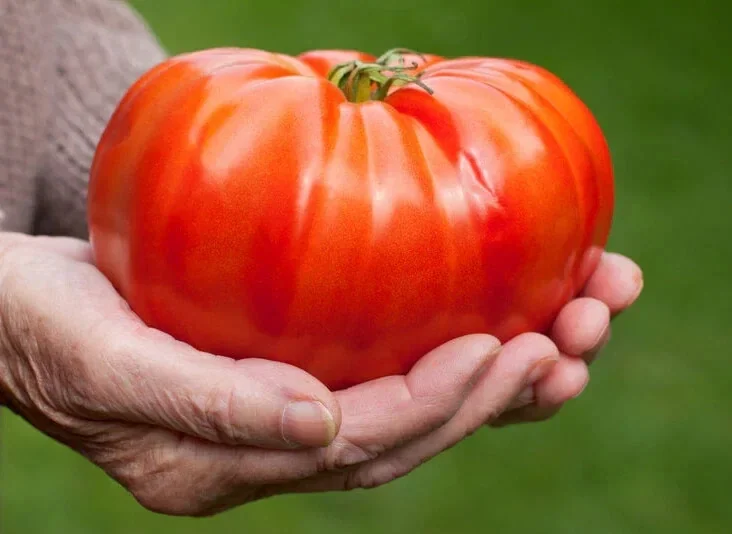 Big Zac Tomato Seeds – 25 Organic Heirloom Competition XL Size Vegetable Seeds for Garden - Image 8