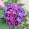 Bigleaf Hydrangea Live Plant - Wee Bit Grumpy - 4 inch Pot - Outdoor Shrub - Image 1