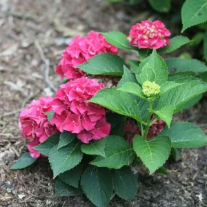 Bigleaf Hydrangea Live Plant - Wee Bit Grumpy - 4 inch Pot - Outdoor Shrub - Image 2