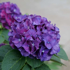 Bigleaf Hydrangea Live Plant - Wee Bit Grumpy - 4 inch Pot - Outdoor Shrub - Image 3