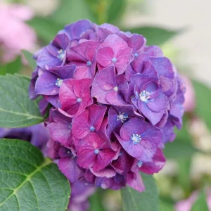 Bigleaf Hydrangea Live Plant - Wee Bit Grumpy - 4 inch Pot - Outdoor Shrub - Image 1