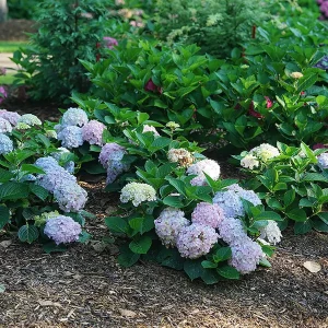 Bigleaf Hydrangea Wee Bit Innocent Live Plant – 4 inch Pot – Outdoor Shrub - Image 2