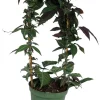 Bignonia Argyro Violacea Crossvine Live Plant - 6'' Pot on Trellis, Indoor/Outdoor Vine - Image 1