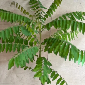 Bilimbi Live Plant - Averrhoa Bilimbi Fruit Tree, 10