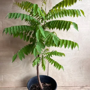 Bilimbi Live Plant - Averrhoa Bilimbi Fruit Tree, 10