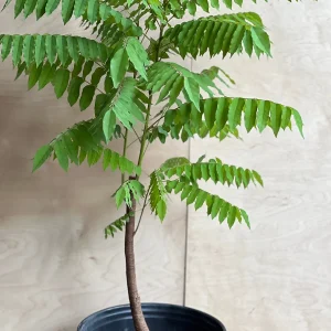 Bilimbi Live Plant - Averrhoa Bilimbi Fruit Tree, 10