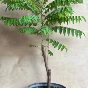 Bilimbi Live Plant - Averrhoa Bilimbi Fruit Tree, 10