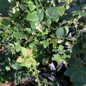 Biloxi Blueberry Live Plant - Southern Highbush, 1 Gallon Pot, 1 ft Tall - Image 3
