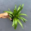 Bird Nest Fern Victoria Live Plant – Asplenium Nidus Victoria – 4 inch Pot – Indoor & Outdoor - Image 1