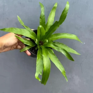 Bird Nest Fern Victoria Live Plant – Asplenium Nidus Victoria – 4 inch Pot – Indoor & Outdoor - Image 6