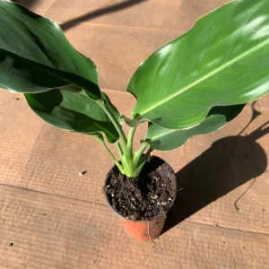Bird of Paradise Live Plant (Strelitzia Regina) – 6 inch Cup – 5-8