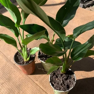 Bird of Paradise Live Plant (Strelitzia Regina) – 6 inch Cup – 5-8
