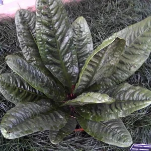 Bird's Nest Anthurium Superbum Live Plant - 4