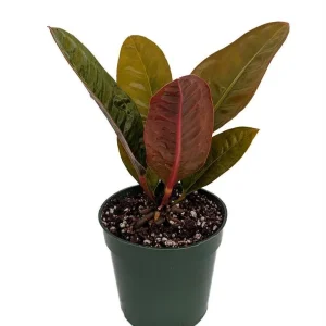 Bird's Nest Anthurium Superbum Live Plant - 4
