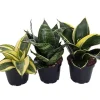 Birdsnest Snake Plant Collection - Live Sansevieria Houseplants - 3 Plants in 2" Pots - Image 1