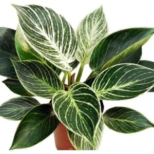 Birkin Philodendron Live Plant – 4