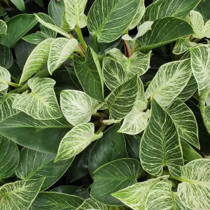 Birkin Philodendron Live Plant – 4