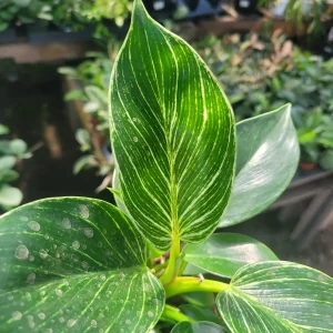 Birkin Philodendron Live Plant – Rooted Cutting – 4 inch Pot – Indoor Houseplant - Image 4