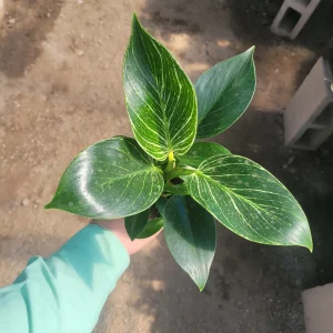 Birkin Philodendron Live Plant – Rooted Cutting – 4 inch Pot – Indoor Houseplant - Image 5