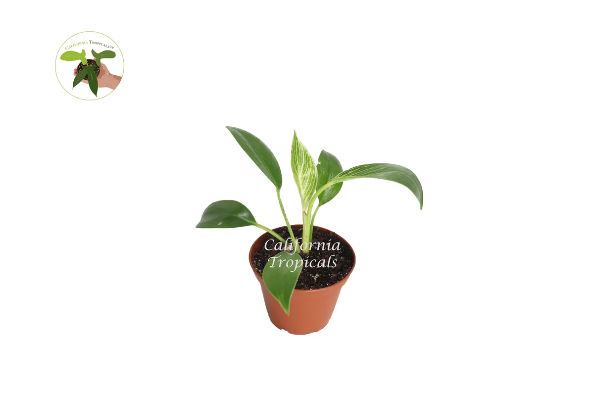Birkin Philodendron Variegated Live Plant – 2 inch Pot – Indoor Houseplant - Image 1