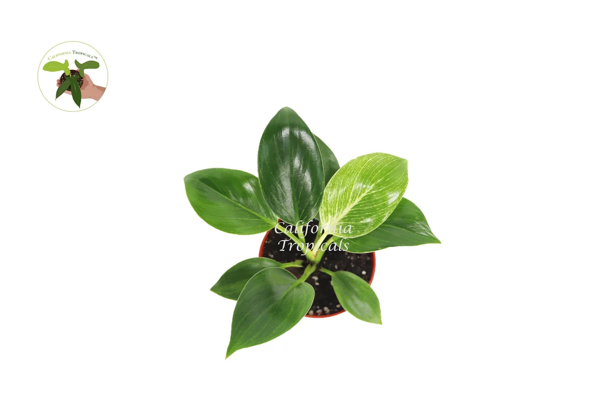 Birkin Philodendron Variegated Live Plant – 4 inch Pot – Indoor - Image 2