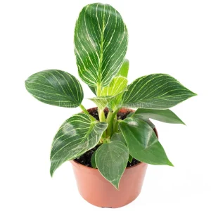 Birkin Philodendron Variegated Live Plant – 6 inch Pot – Indoor Houseplant - Image 1
