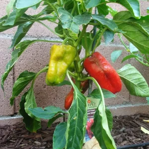 Biscayne Red Sweet Pepper Seeds - 500 Count - Vegetable Seeds for Outdoor Gardening - Image 1