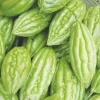 Bitter Gourd Baby Short Seeds - Non-GMO Bitter Melon Seeds for Planting - Image 1