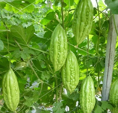 Bitter Gourd Baby Short Seeds - Non-GMO Bitter Melon Seeds for Planting - Image 2