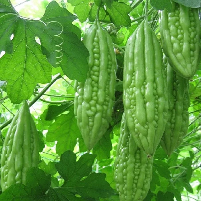 Bitter Gourd Baby Short Seeds - Non-GMO Bitter Melon Seeds for Planting - Image 3