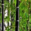 Black Asper Bamboo Live Plant - 6 inch Pot, Ornamental Black Bamboo for Outdoor & Indoor - Image 1