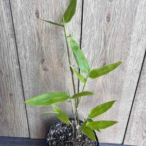 Black Asper Bamboo Live Plant - 6 inch Pot, Ornamental Black Bamboo for Outdoor & Indoor - Image 2