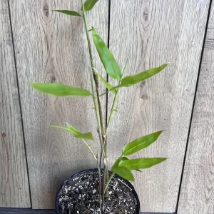 Black Asper Bamboo Live Plant - 6 inch Pot, Ornamental Black Bamboo for Outdoor & Indoor - Image 3