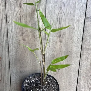 Black Asper Bamboo Live Plant - 6 inch Pot, Ornamental Black Bamboo for Outdoor & Indoor - Image 4