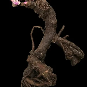 Black Beauty Peony Bareroot Plant 2-3 Eye - Deep Red Semi-Double Blooms, Fragrant - Image 2