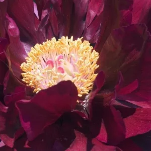 Black Beauty Peony Bareroot Plant 2-3 Eye - Deep Red Semi-Double Blooms, Fragrant - Image 1